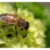 L'abeille