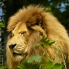 Le lion