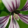 Fleur