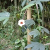 FLORE
