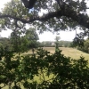 Dans un arbre 2