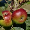 Les fruits du verger