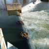 Barrage sur l'Indre... pacifique