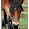 poney en folie