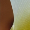 Arum
