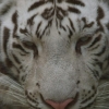 Le tigre blanc