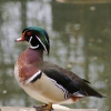 Canard au bord de l'eau