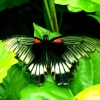 Jolis papollons (6)
