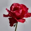 Les journées de la rose (1)