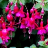 Fuschias