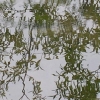 LA NATURE RESPIRE DIEU.