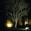 Arbre éclairé