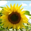 Tournesol