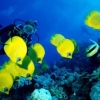 Poissons citrons & plongeuse
