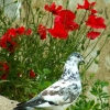 Le pigeon