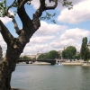 arbre de l'ile st louis