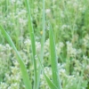rosée