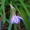 First spring