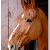 Portrait de Romario d'OO