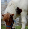 poney en folie