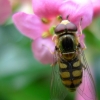 Syrphe