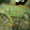 L'iguane vert (1)