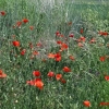 champ de coquelicots