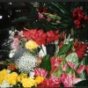 Sur le marché (1)