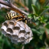 Maçonnerie