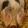 Le cochon de Bayeux