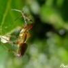 Arianella cucurbitina