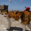 Le chat et les mouettes