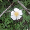 Fleur blanche