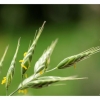 Chiendent