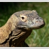 un dragon