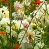 Dahlias