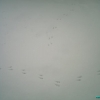 Visiteur de l'hiver