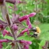 Abeille cool