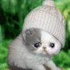 Petit chat
