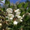 acacia