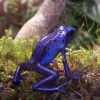 Bleu, Bleu.....
