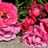Une abeille.