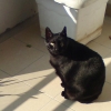 la star du balcon