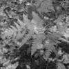 Sous bois noir et blanc