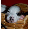 les petits jack russell