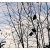 Contre-jour