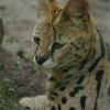 Le serval
