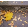 Automne