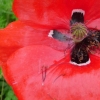 Coquelicot