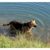 Ma Chienne